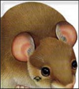Miš - slikovnice životinja